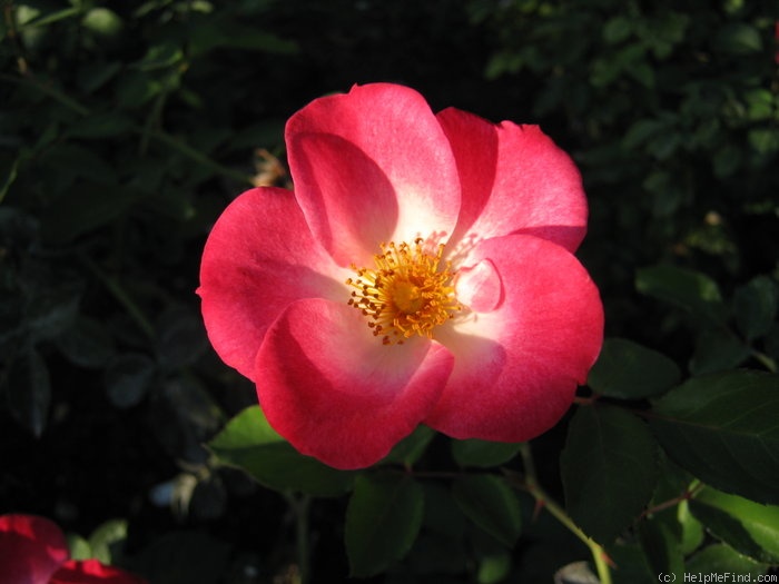 'Firecracker (shrub, Lim, 2004)' rose photo