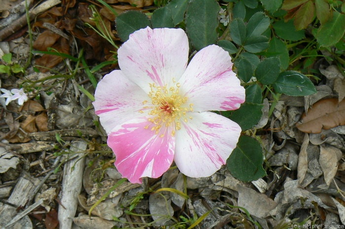 'Deanna' rose photo