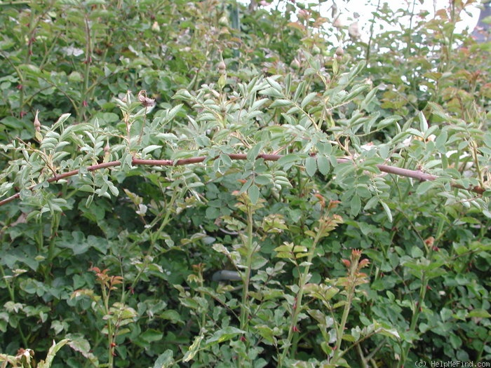 'OADEFED' rose photo