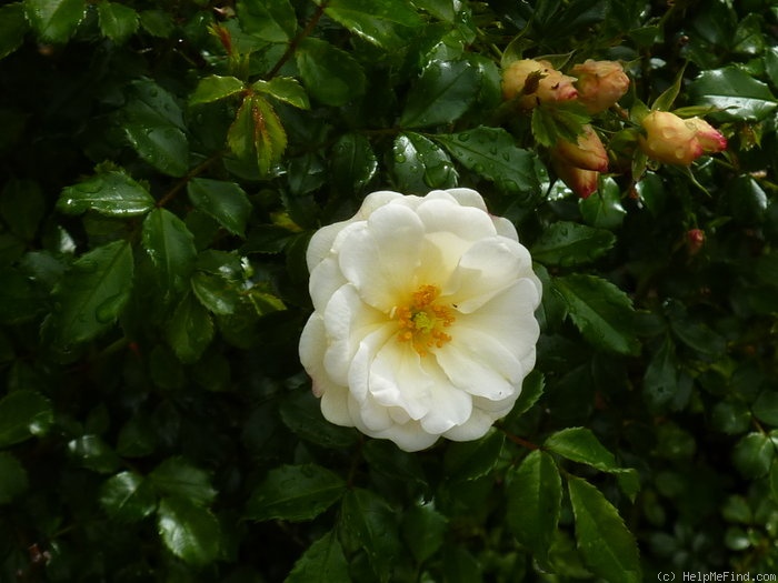 'Diamant® (shrub, Kordes, 2001)' rose photo