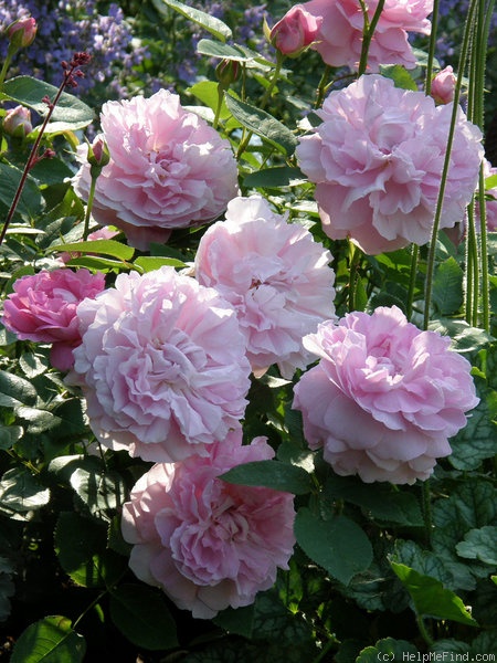 'Mary Rose ®' rose photo