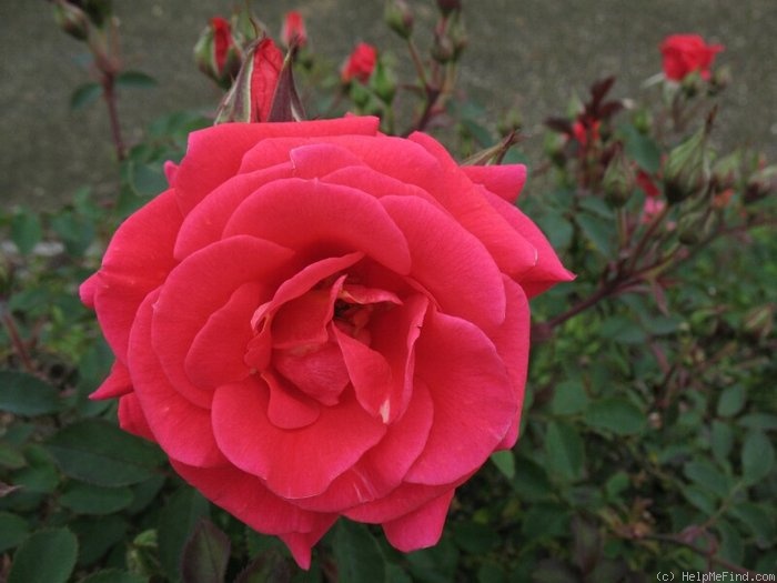 'Old Glory ™ (miniature, Benardella, 1988)' rose photo
