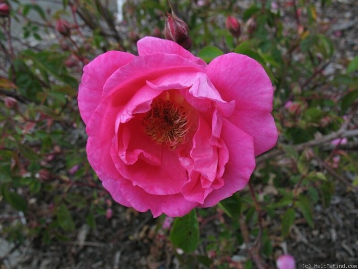 'Rosenwunder' rose photo