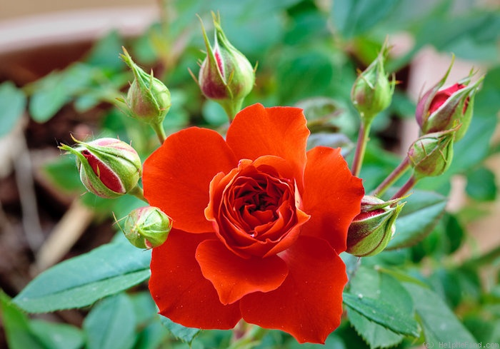 'Orange Meillandina, Cl.' rose photo
