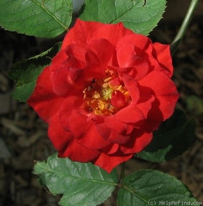 'Dragon's Blood' rose photo