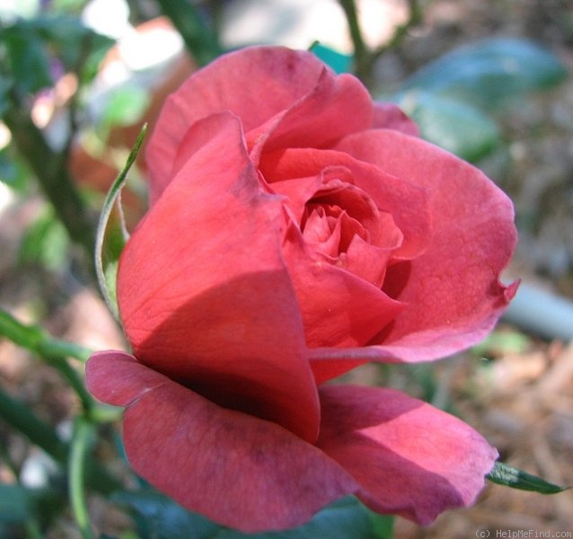 'Hot Cocoa ™ (Floribunda, Carruth 2001)' rose photo