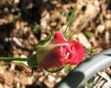 'Tattooed Lady' rose photo