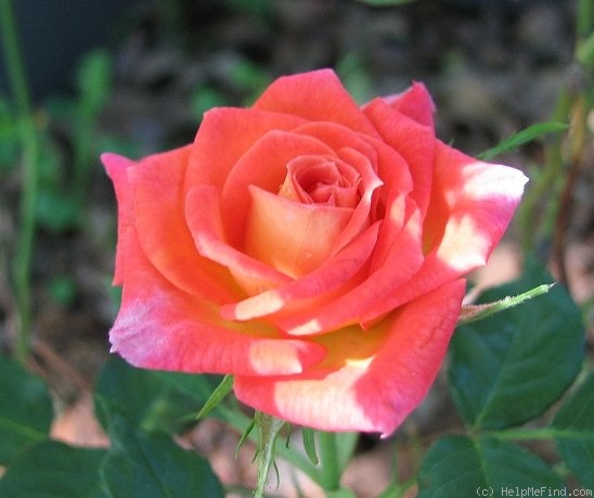 'Tropical Twist' rose photo