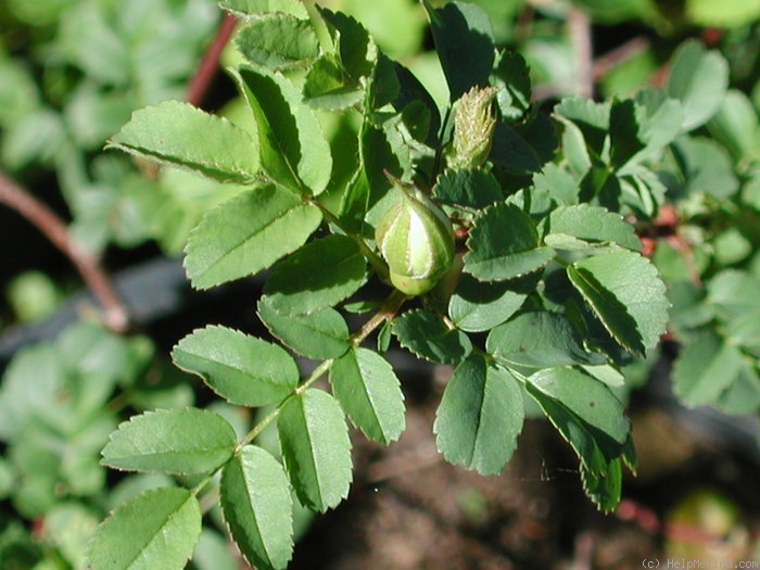 '1-72-1Hugonis' rose photo