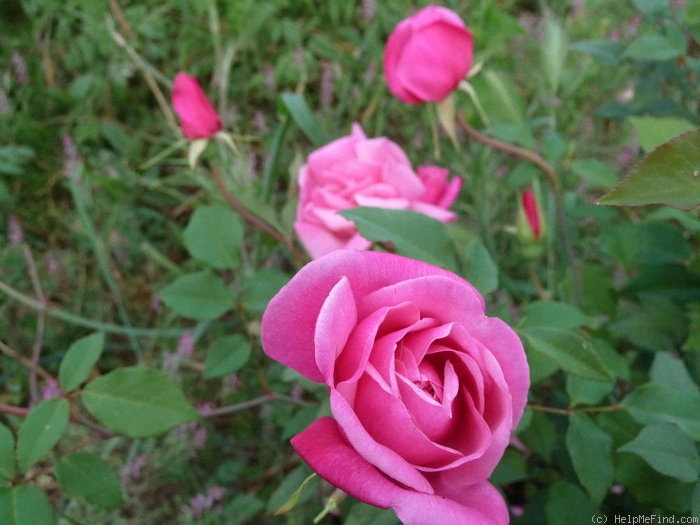 'Général Schablikine (Tea, Nabonnand, 1878)' rose photo