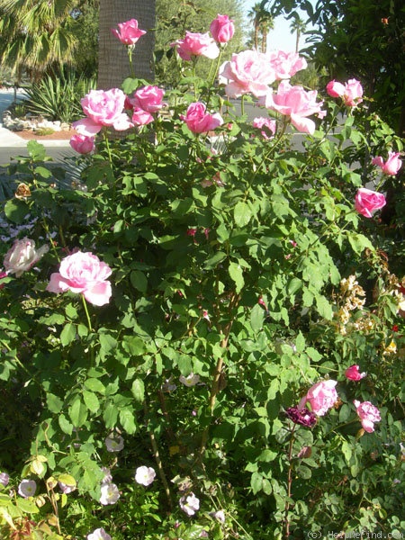 'Eiffel Tower' rose photo