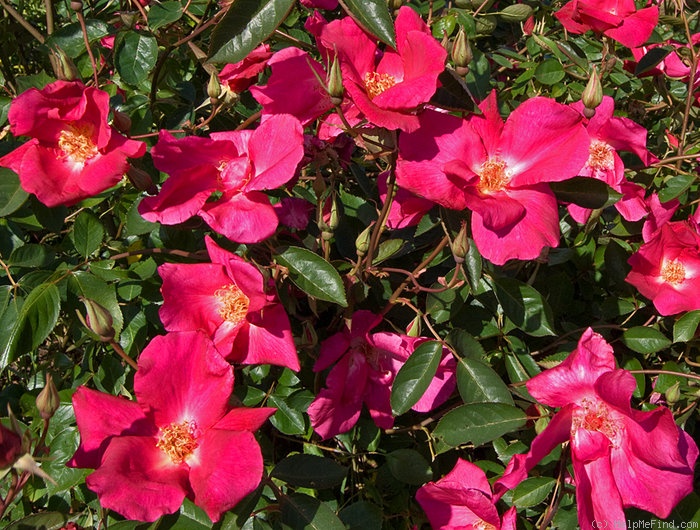 'Chireno™' rose photo