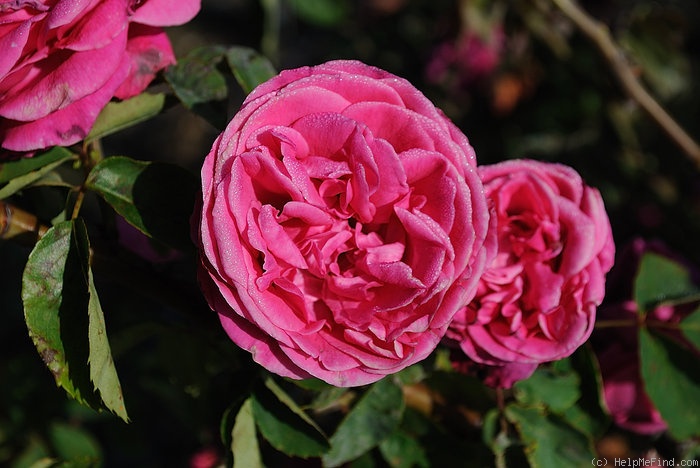 'Reine Maria Pia' rose photo