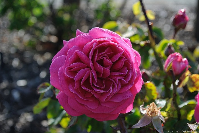 'Deuil du Dr. Reynaud' rose photo