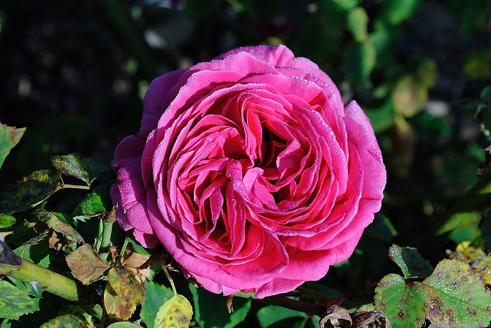 'Deuil du Dr. Reynaud' rose photo