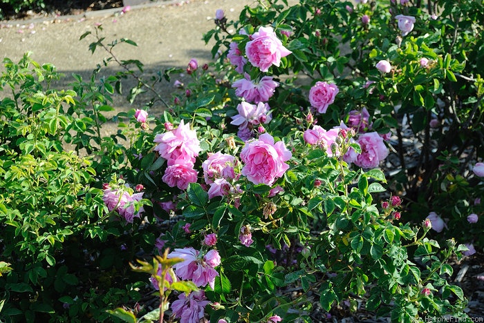 'Miranda (Portland, de Sansal, 1869)' rose photo