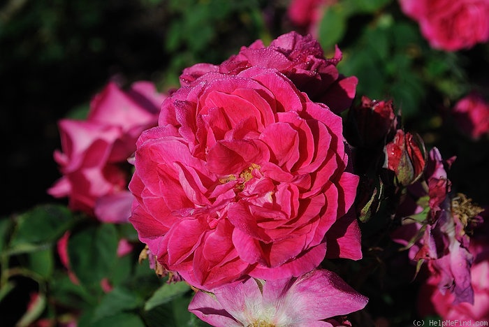 'Desgaches (bourbon, Desgaches, 1840)' rose photo