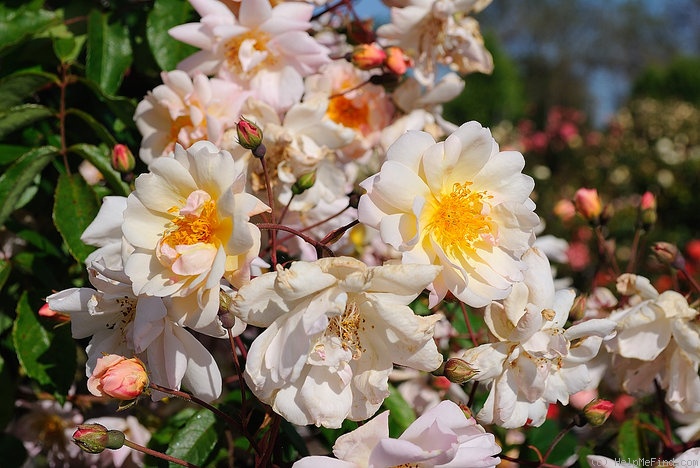 'Clytemnestra' rose, click to enlarge 'Clytemnestra' rose photo