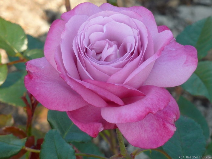 'Muriel Robin ®' rose photo