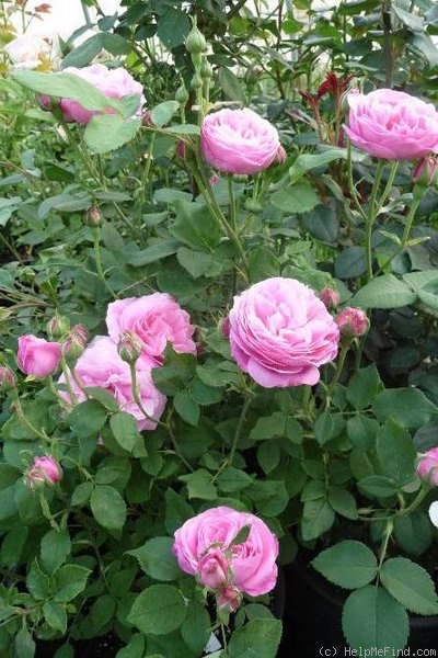 'L'Ouche' rose photo