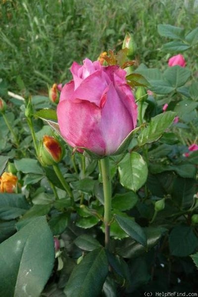 'Lavender Joy' rose photo