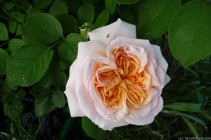 'Alchimiste' rose photo