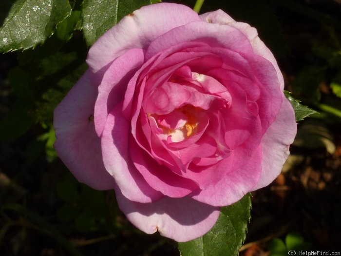 'Serenissima' rose photo