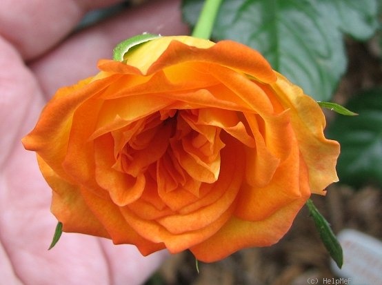 'Winning Colors ™' rose photo