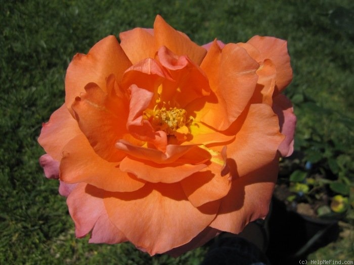 'Courtoisie ®' rose photo