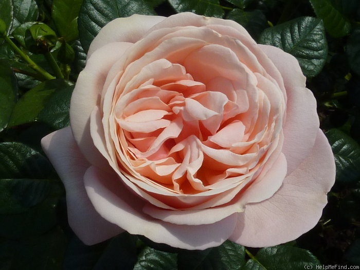 'Aphrodite ® (shrub, Evers/Tantau, 2000/06)' rose, click to enlarge 'Aphrodite ® (shrub, Evers/Tantau, 2000/06)' rose photo