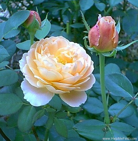 'Tamora (shrub, Austin, 1983)' rose photo