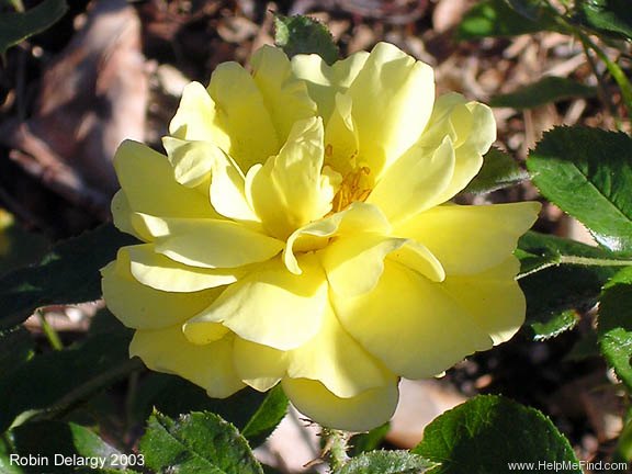 'Gold Moss' rose photo