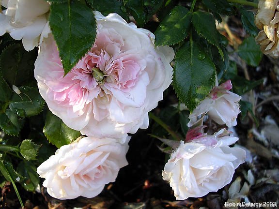 'Lady Sunblaze' rose photo