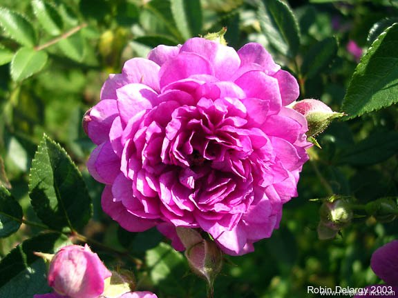 'Sweet Chariot (Miniature, Moore, 1984)' rose photo