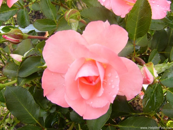 'Jardins de France ®' rose photo