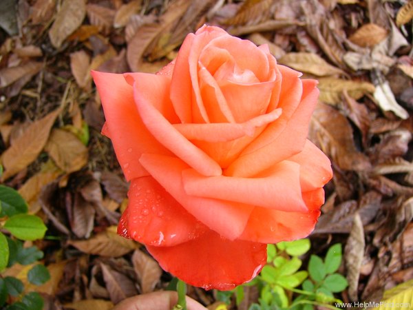 'Malicorne ® (Hybrid Tea, Delbard 1982)' rose photo