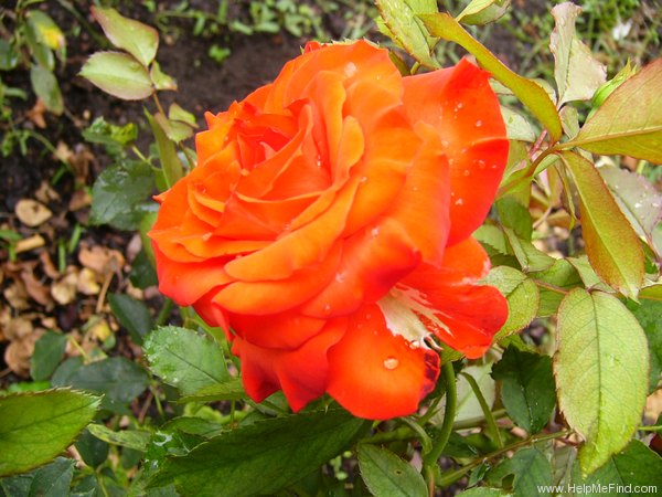 'Farandole ® (floribunda, Meilland 1999)' rose photo