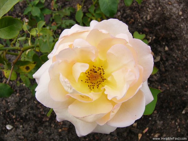 'Apricot Nectar' rose photo