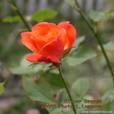 'Oliver Orange' rose photo