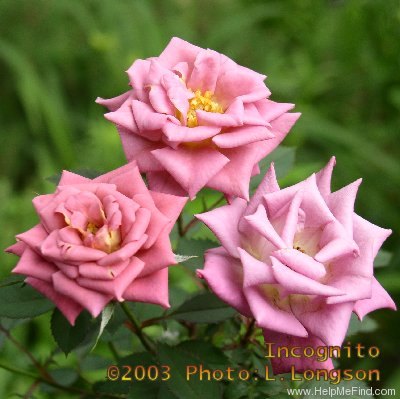 'Incognito (miniature, Bridges, 1995)' rose photo