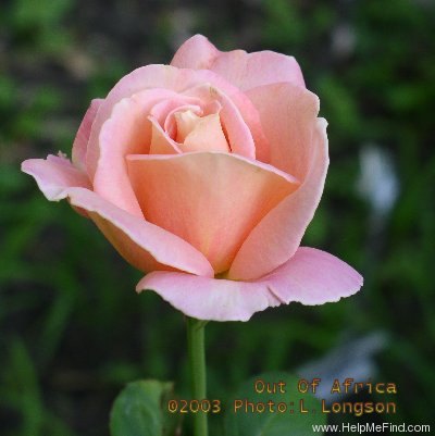 'Out of Africa' rose photo