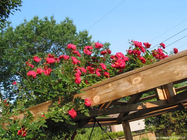 'Henry Kelsey' rose photo