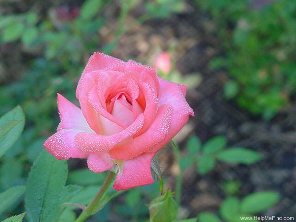 'Tennessee ™ (miniature, King, 1988)' rose photo