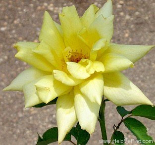 'Summer Sunshine' rose photo