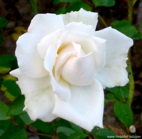 'Winchester Cathedral ®' rose photo