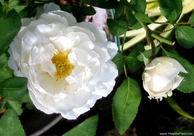 'Winchester Cathedral ®' rose photo