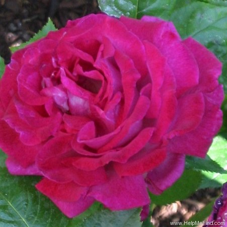 'Purple Passion ™' rose photo
