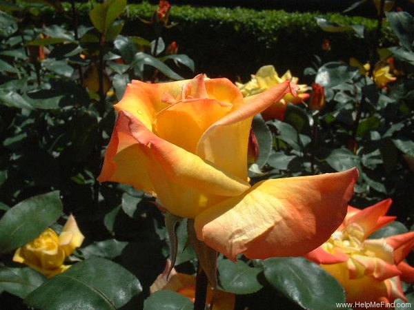'Takao' rose photo