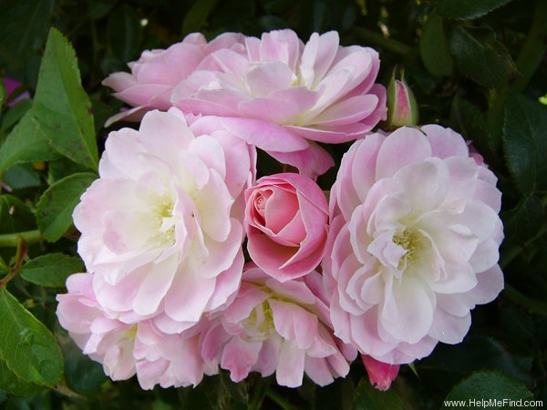 'Bouquet Parfait ® (Hybrid Musk, Lens, 1989)' rose photo