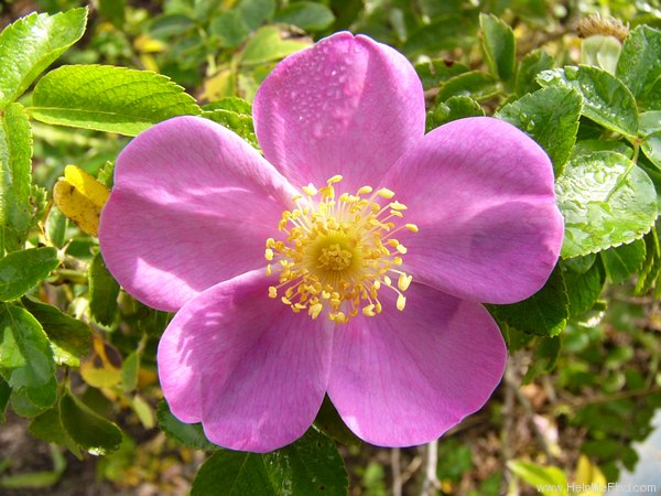 'Rosalina ™ (hybrid rugosa, Kordes 1992)' rose photo